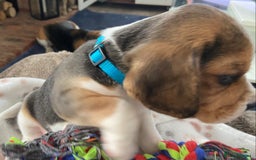 Beagle dogs for sale: KC Registered Beagle Puppies - Image 9