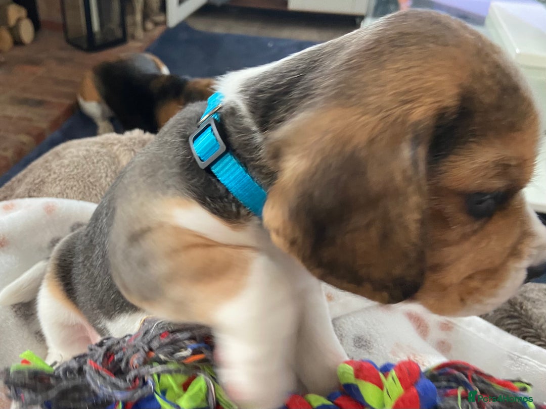 Beagle dogs for sale: KC Registered Beagle Puppies - Image 9