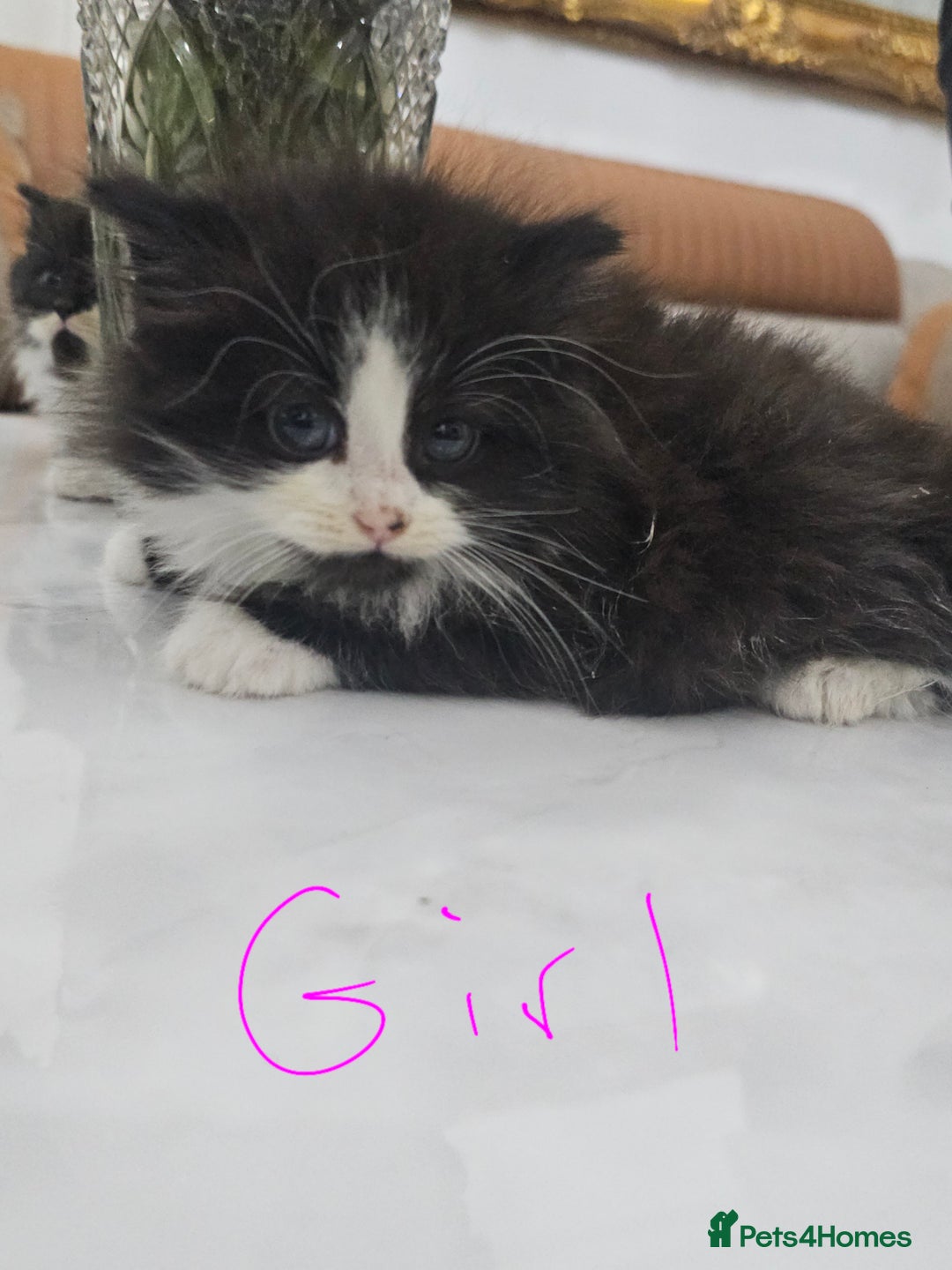 Persian cats for sale: Adorable half perian kittens available now,  - Advert 22