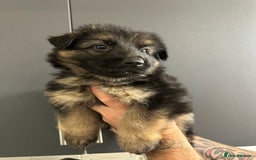 German Shepherd dogs for sale: German shepherd  - Image 36