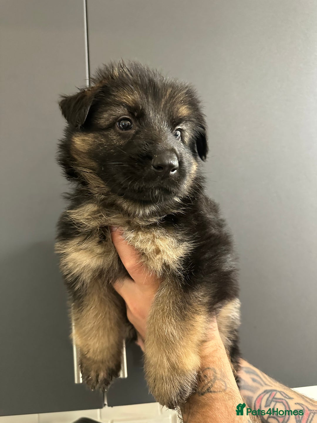German Shepherd dogs for sale: German shepherd  - Image 36
