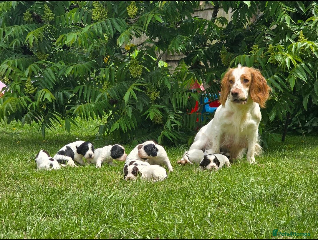 Mixed Breed dogs Clumber springer cocker x3 available  - Advert 13