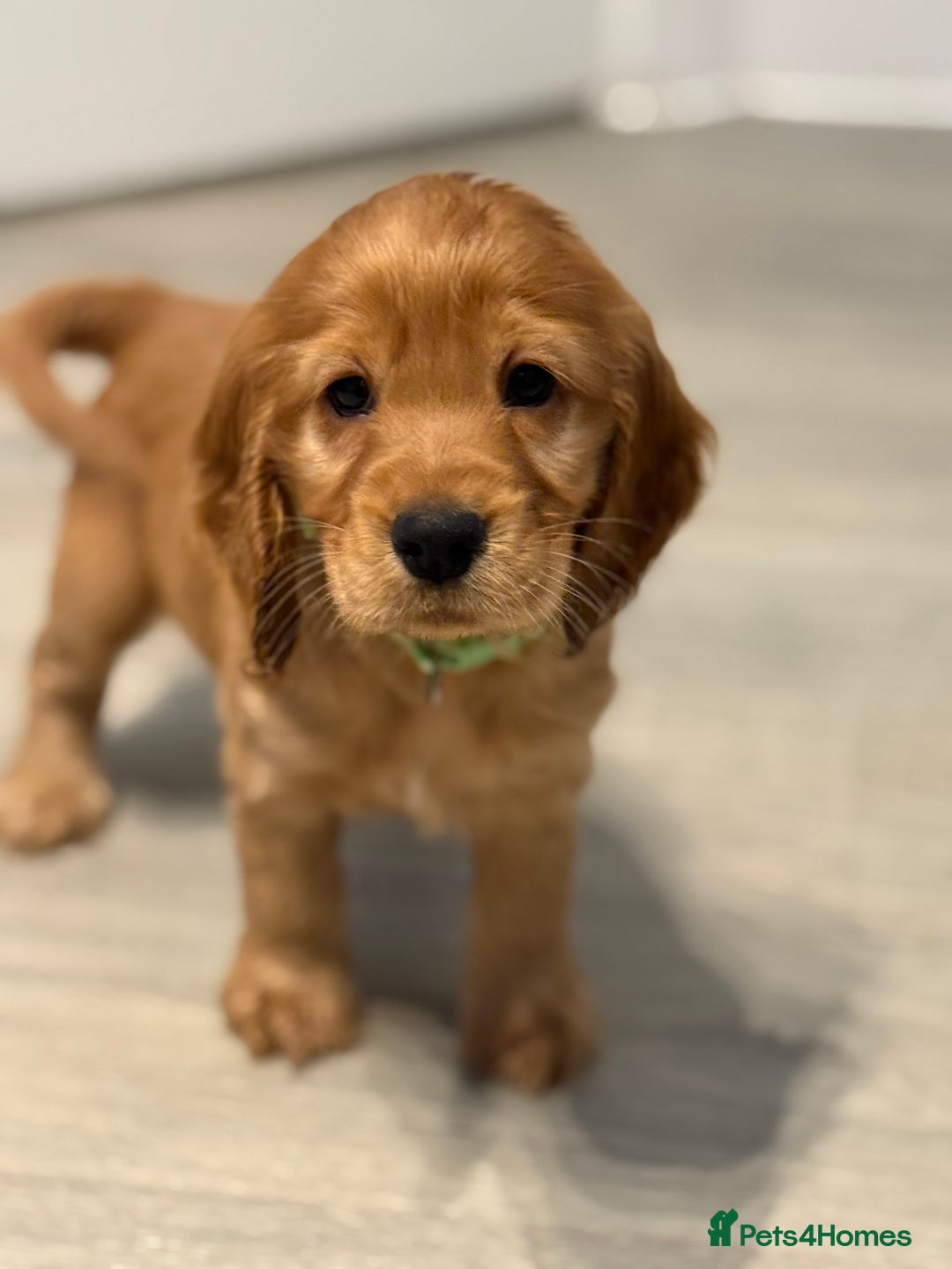 Cocker Spaniel dogs for sale: Show Type Cocker Spaniels - Image 10
