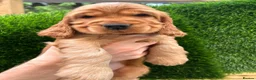 Cocker Spaniel dogs for stud: Gorgeous Orange Roan Show Cocker Spaniel for stud - Advert 5