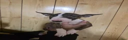 English Bull Terrier dogs for sale:  English bull terrier  - Advert 10