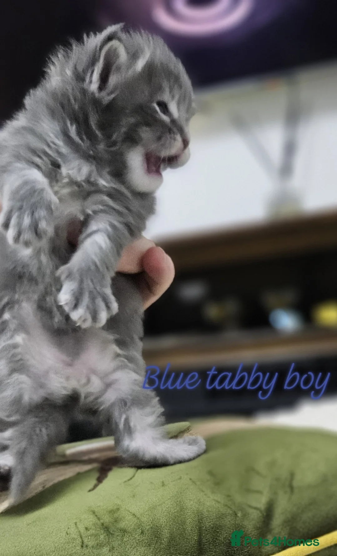 Maine Coon cats for sale: Giant Maine Coon  in Dunstable - Advert 23