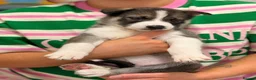 Shepsky dogs for sale: 7 beautiful shepskys - Advert 11