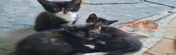 Mixed Breed cats for sale: 3 beautiful kittens left - Advert 3