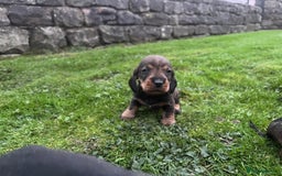 Dachshund dogs for sale: WHD - Wirehaired Dachshund (Teckle) Pups - Image 7