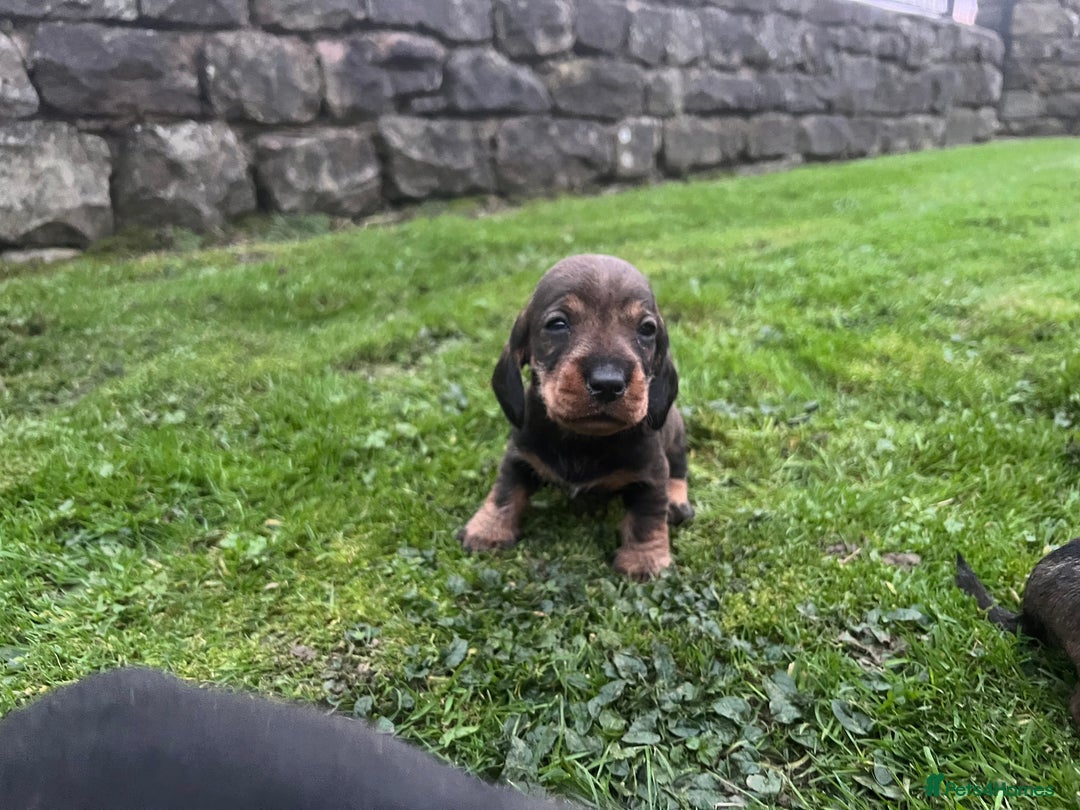 Dachshund dogs for sale: WHD - Wirehaired Dachshund (Teckle) Pups - Image 7