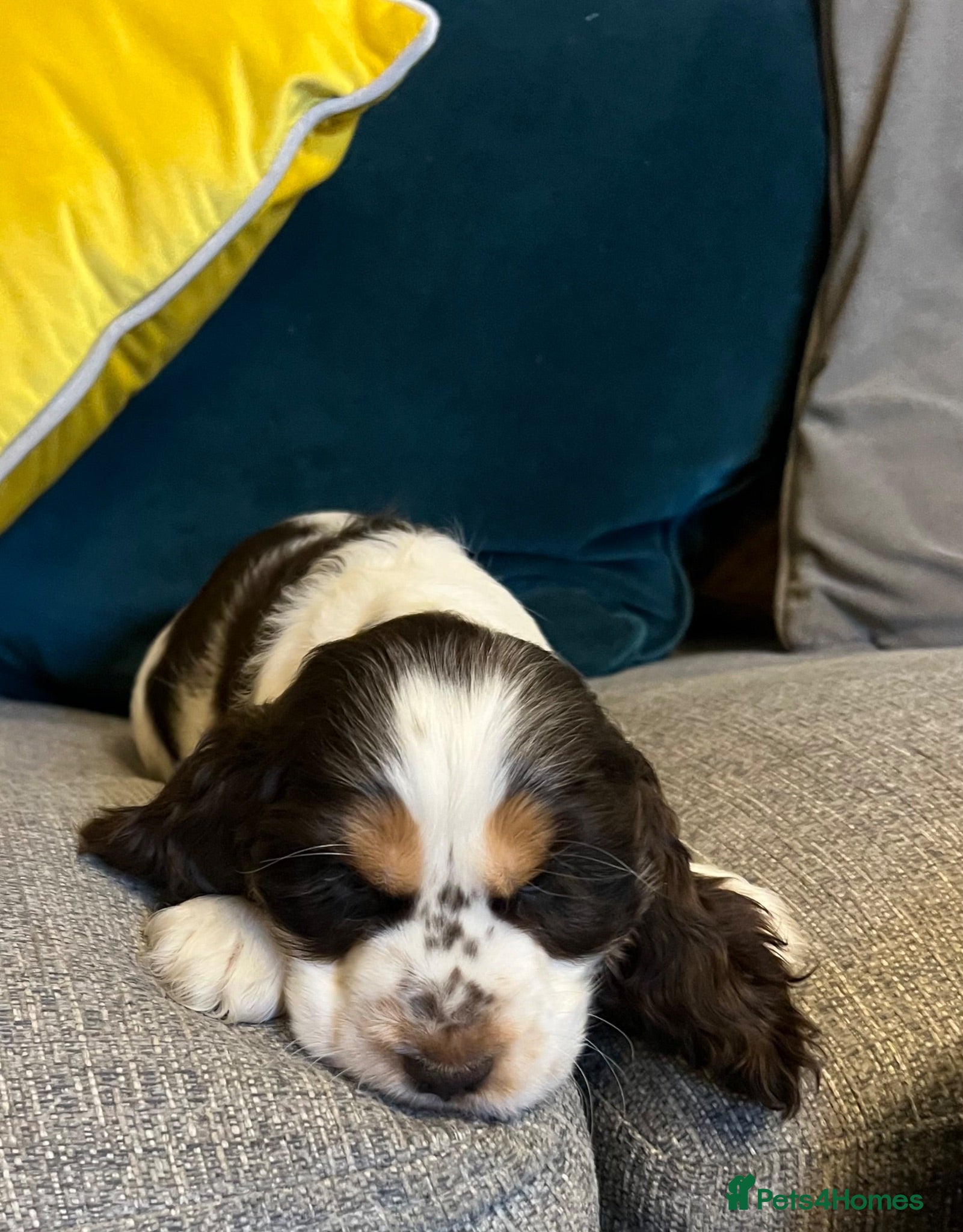 Cocker Spaniel dogs Show Type Cocker Spaniel Puppies - Advert 1