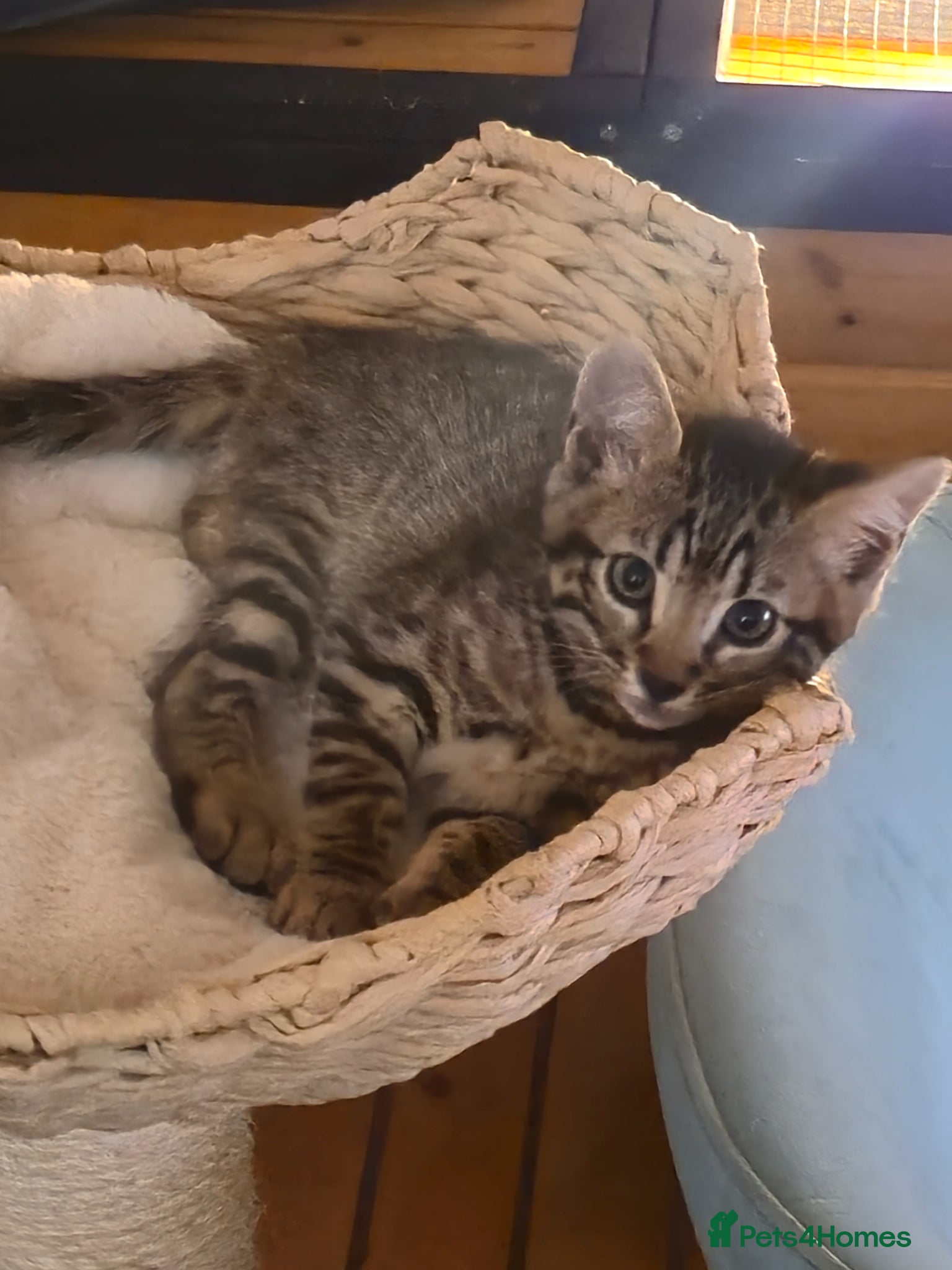 Bengal cats Last boy left!  - Advert 8