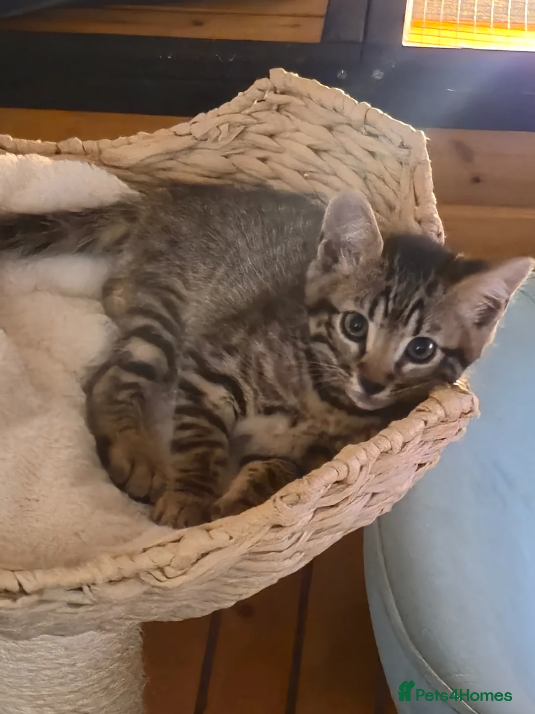 Bengal cats for sale: Last boy left!  - Advert 1