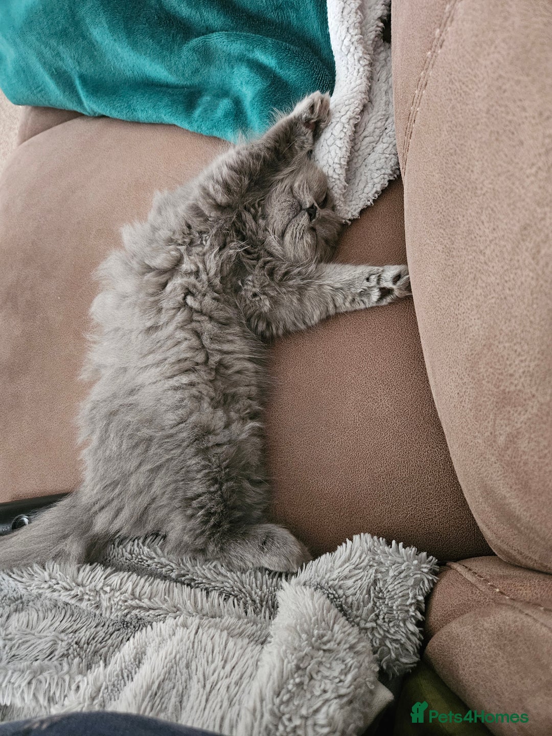 British Longhair cats for sale: Gorgeous GCCF long-haired British girl  - Image 19