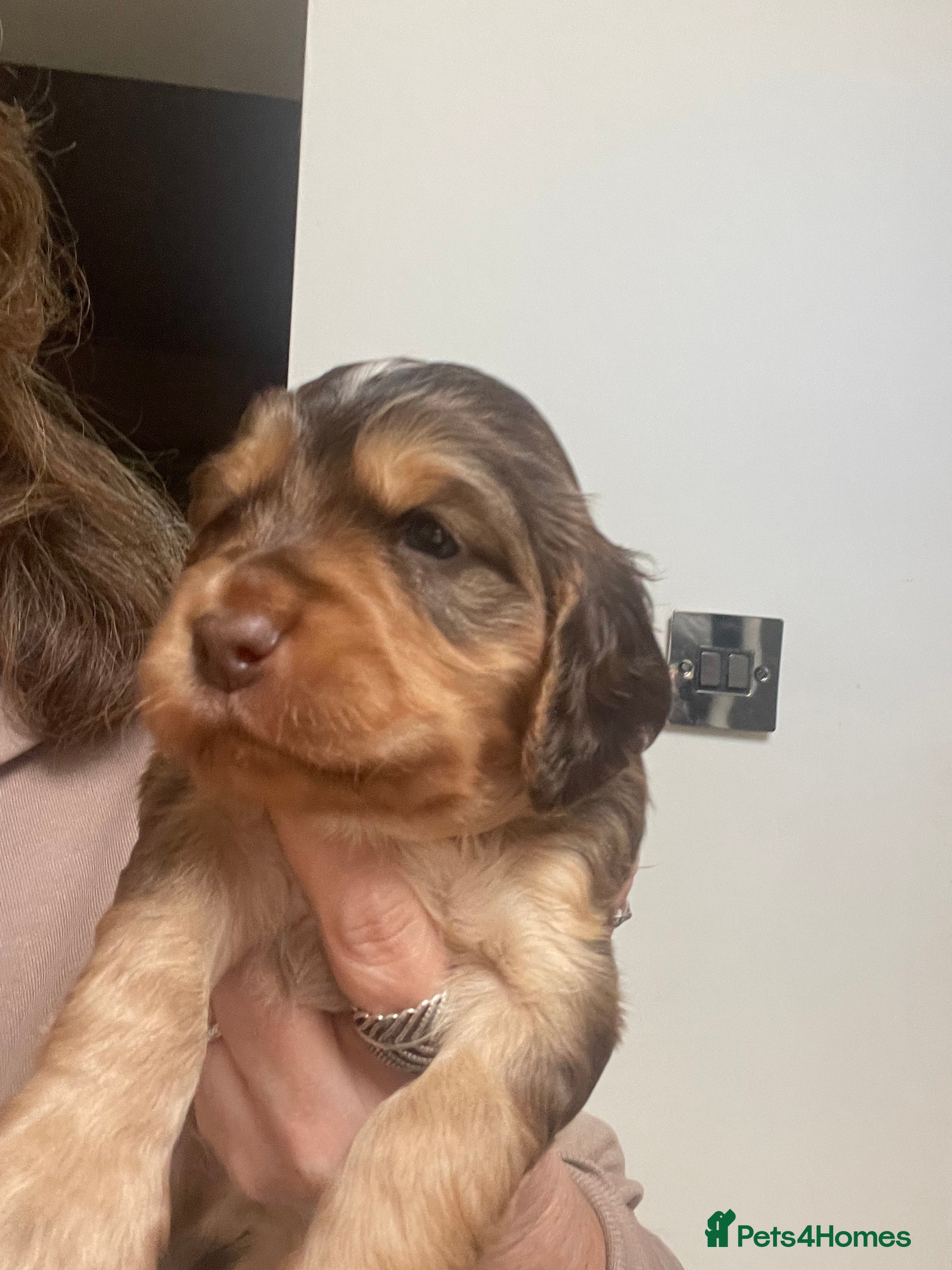 Cocker Spaniel dogs Beautiful health tested Cocker spaniel pups  - Advert 10
