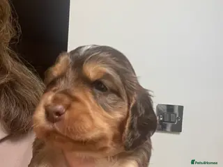 Cocker Spaniel dogs Beautiful health tested Cocker spaniel pups - Advert 15