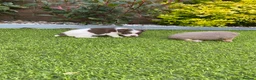 Jack Russell dogs for sale: Gorgeous Miniature Jack Russell Puppies  - Advert 5