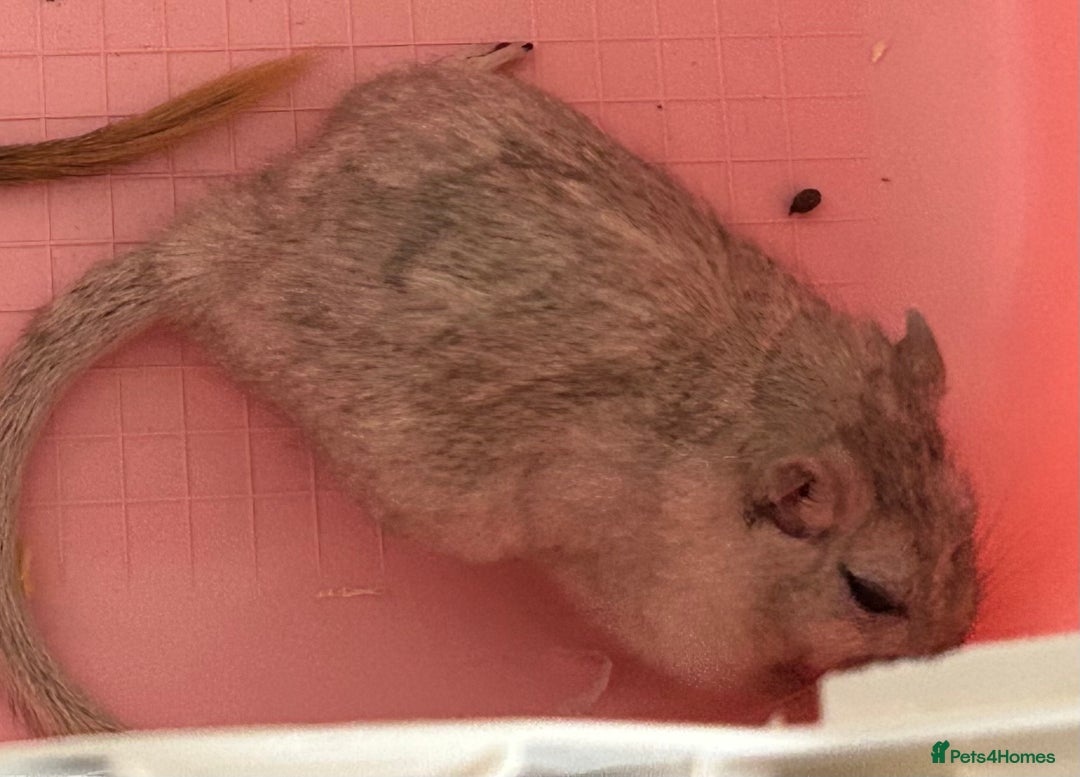 Gerbil rodents for sale: Father and son gerbils looking for a new home  - Image 5