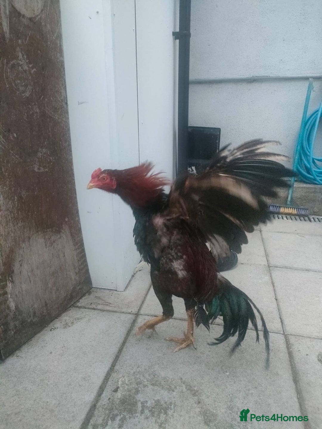 Chickens poultry for sale: Aseel male chicken and female  - Image 4