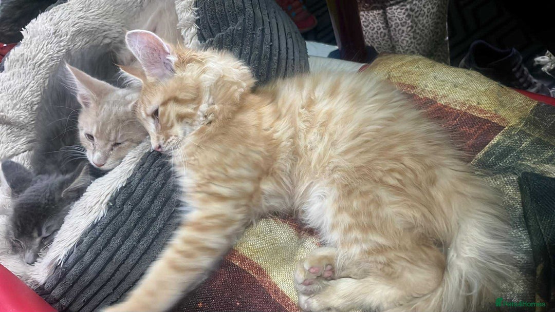 Maine Coon cats for sale: Maine coon kittens ready now boys  - Image 11