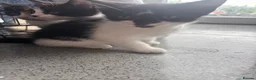 Domestic Shorthair cats for sale: 3 Domestic Kittens  - Advert 4