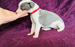 Whippet dogs for sale: All found homes-Beautiful Blue and White Parti BOY - Image 25