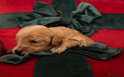 Cockapoo dogs for sale: ⭐️OUTSTANDING, HIGH QUALITY Cockapoo F1B Puppies⭐️ - Advert 20