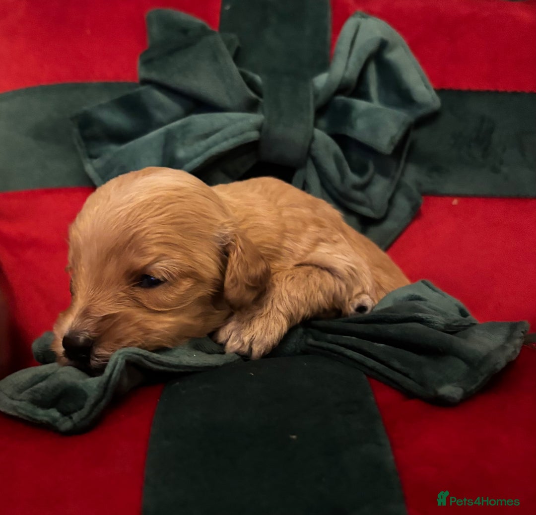 Cockapoo dogs for sale: ⭐️OUTSTANDING, HIGH QUALITY Cockapoo F1B Puppies⭐️ - Advert 20