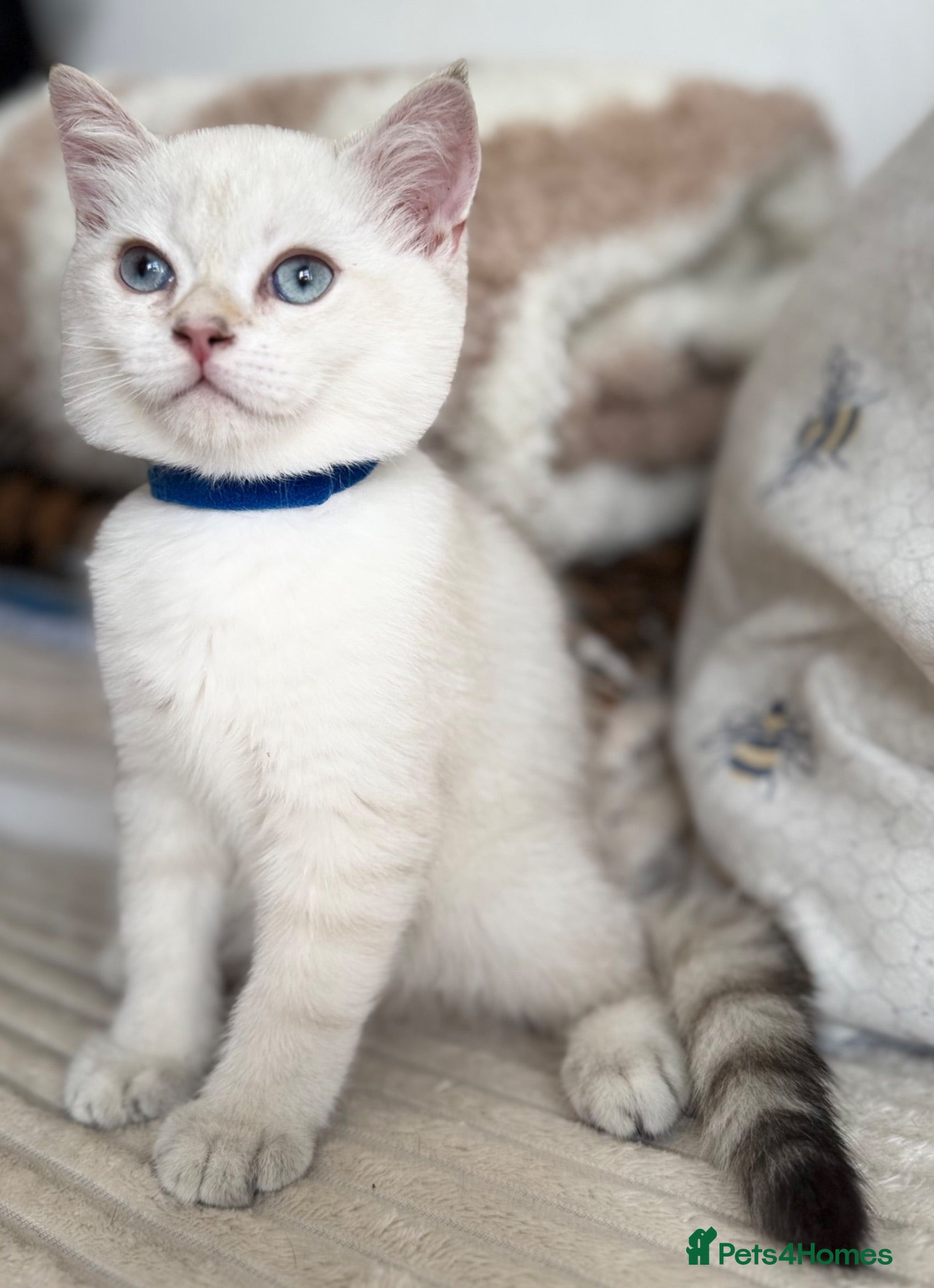 British Shorthair cats Beautiful BSH Blue Golden TICA kittens - Advert 1