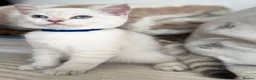 British Shorthair cats for sale: Beautiful BSH Blue Golden TICA kittens - Advert 2