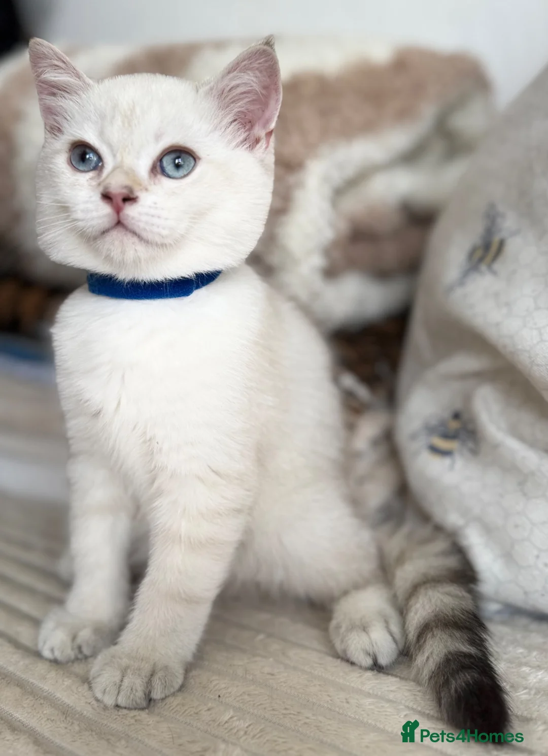 British Shorthair cats for sale: Beautiful BSH Blue Golden TICA kittens - Advert 2