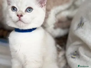 British Shorthair cats Beautiful BSH Blue Golden TICA kittens - Advert 1
