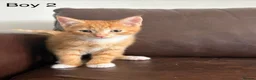 Domestic Shorthair cats for sale: 3 x beautiful kittens ready now  in Nelson - Advert 6