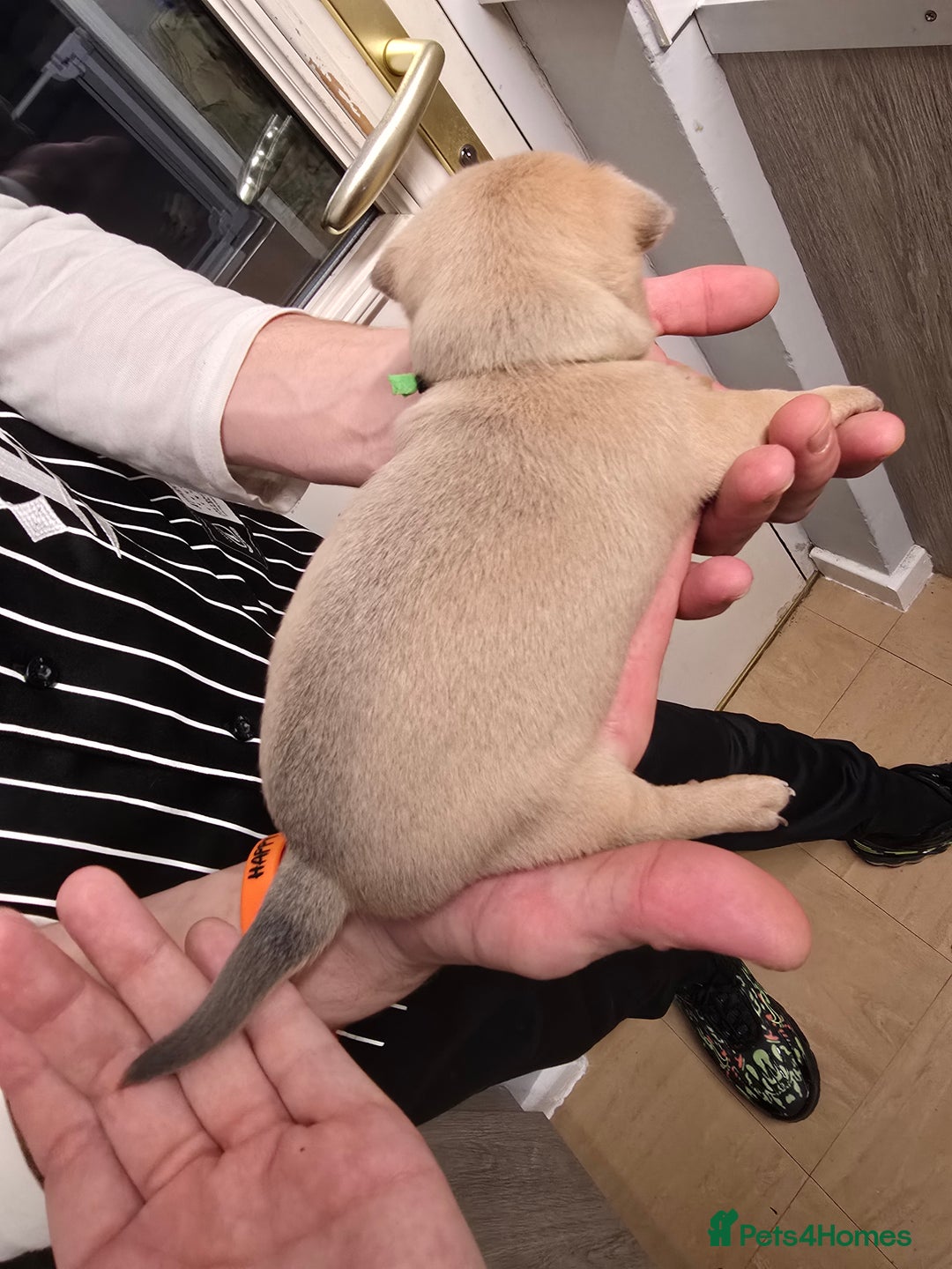 Chihuahua dogs for sale: Chihuahua pedigree pups. Not KC. - Image 13