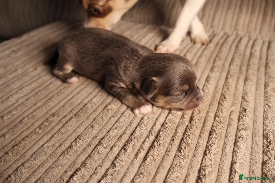 Chihuahua dogs for sale: Chihuahua x chihuahua Chinese crested  - Advert 8