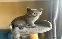 British Shorthair cats for sale: 💙 3 Gorgeous British Blue Kittens Available 💙 - Image 8