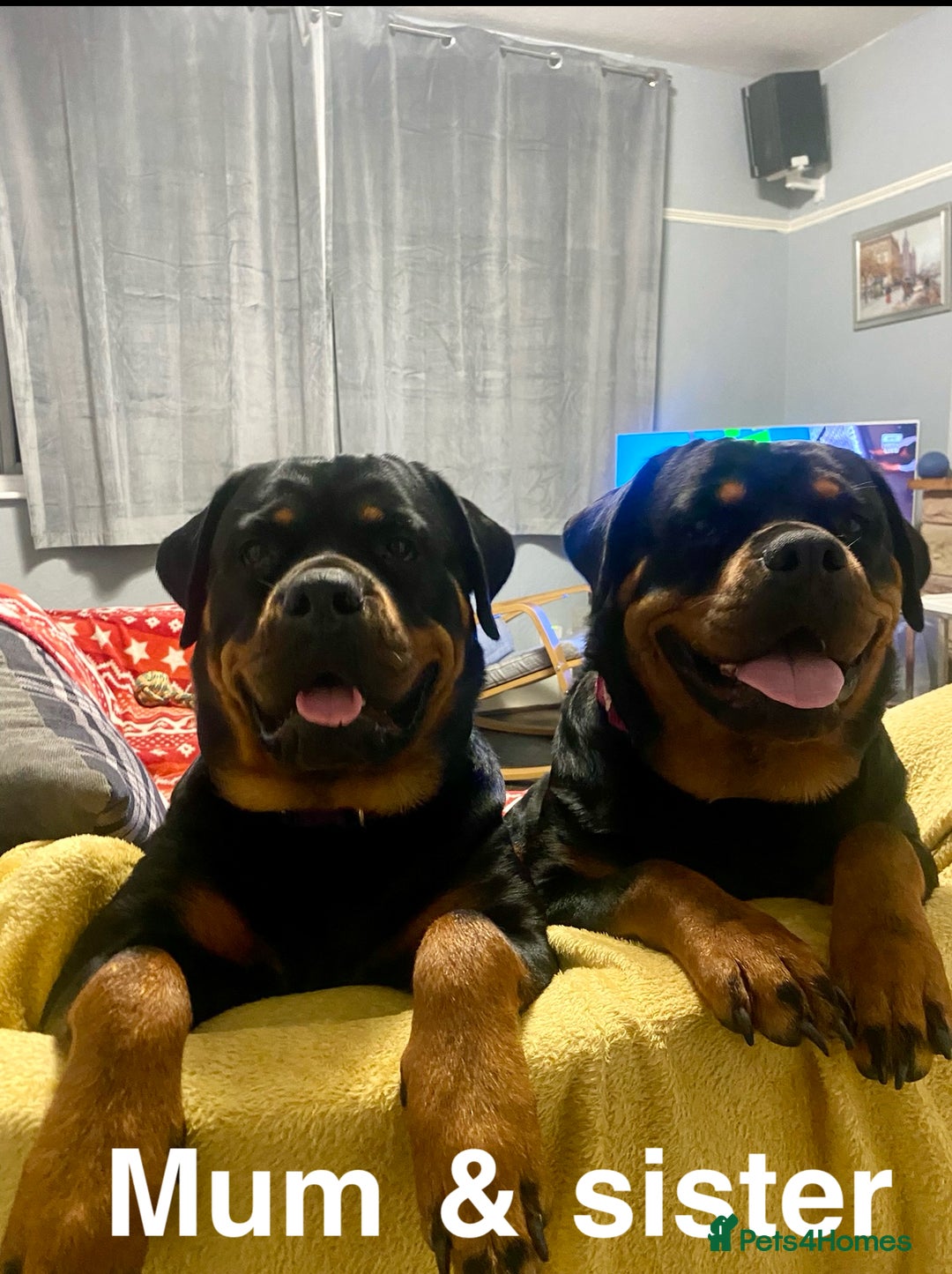 Rottweiler dogs for sale: 🏆(Kc)Champion bloodline Rottweiler puppies. - Image 16