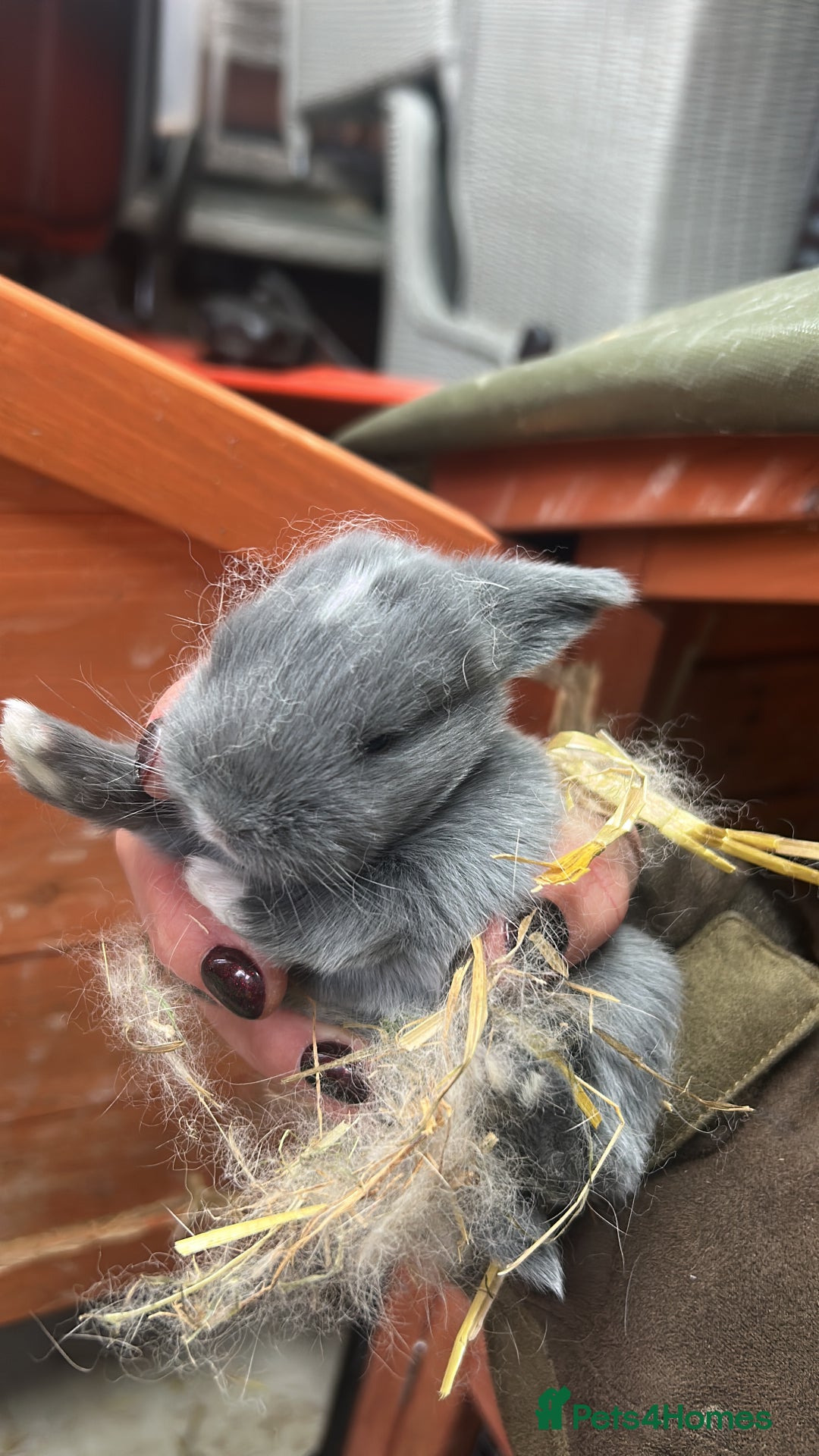 Mixed Breed rabbits for sale: Mini lop x lop  - Advert 2