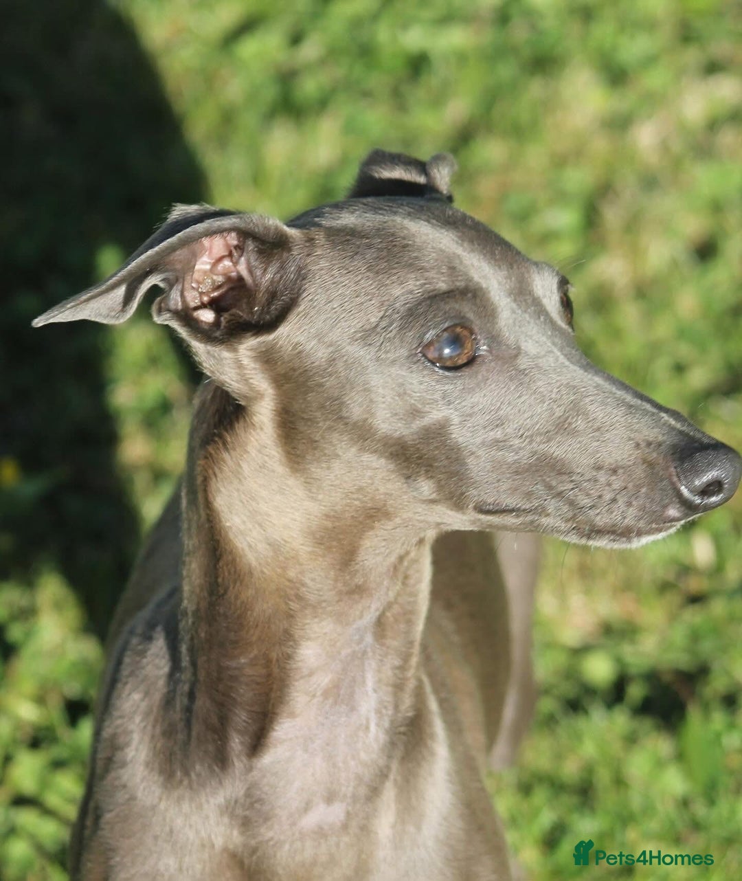 Italian Greyhound dogs for sale: KC Reg Italian Greyhound only 1 available - Advert 11