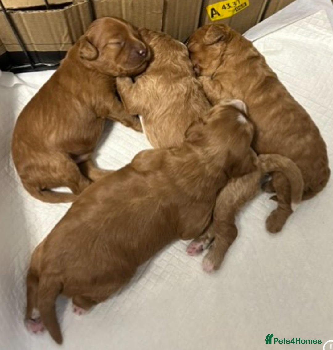 Cockapoo dogs for sale: 5 🌟 fox red cockapoo babies  ready  🏠 now 🐶 - Image 21