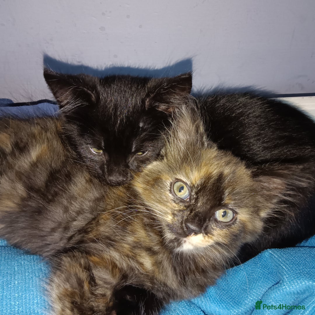Mixed Breed cats for sale: Beautiful smiley kittens  - Image 7