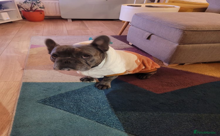 French Bulldog dogs - Advert 1