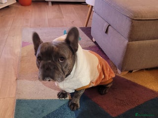 French Bulldog dogs - Advert 32