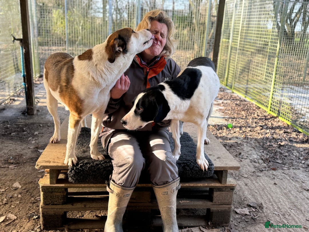 Mixed Breed dogs for adoption: Maya is Looking for a miracle 🩷 - Advert 9