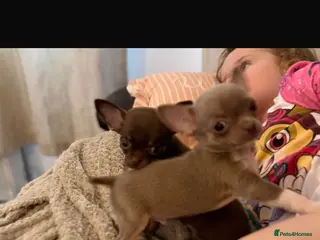 Chihuahua dogs Tiny Chihuahua Puppies - Advert 4