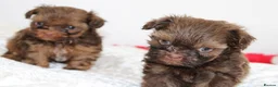 Shihpoo dogs for sale: Chocolate shihpoo’s  - Advert 21
