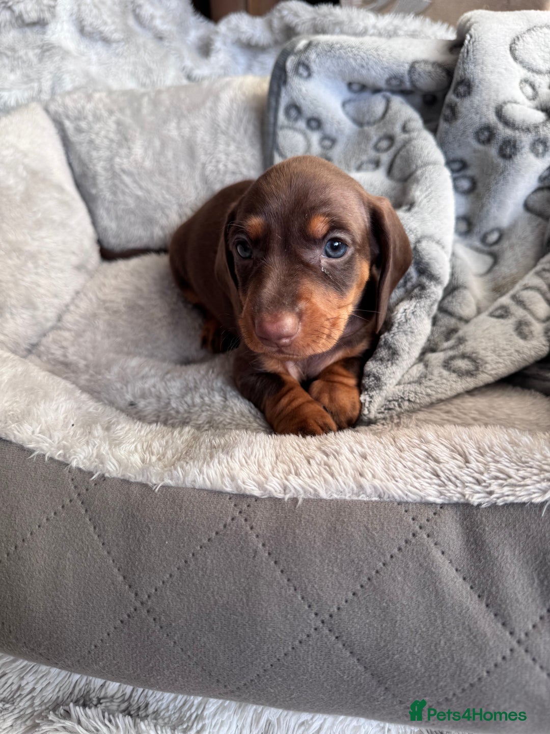 Dachshund dogs for sale: Dachshund Miniature  - Image 29