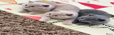 British Shorthair 2