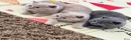 British Shorthair cats for sale: Pedigree British Shorthair Girls - Advert 9