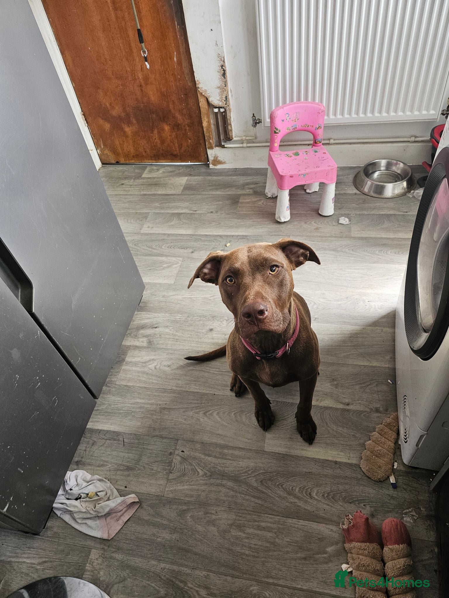 Mixed Breed dogs Doberman x labradour  - Advert 1